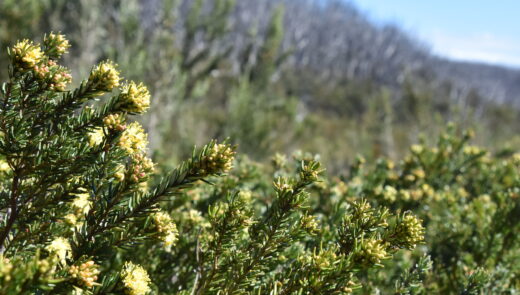 native plants at lake mountain