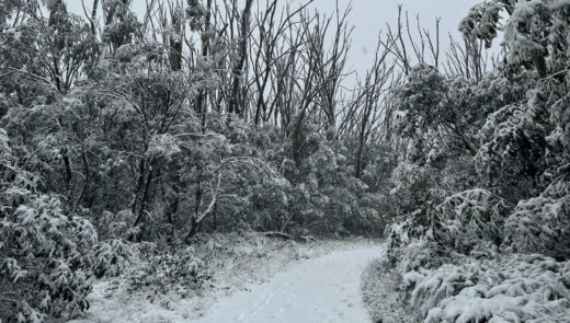 snow path and trees